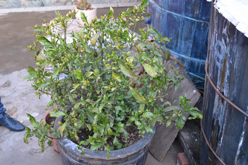 DSC_1760.jpg DSC_1760.jpg